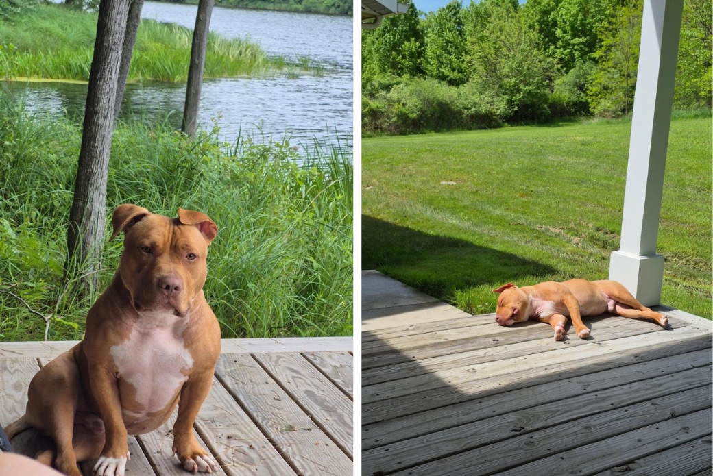 pit bull lounging outside