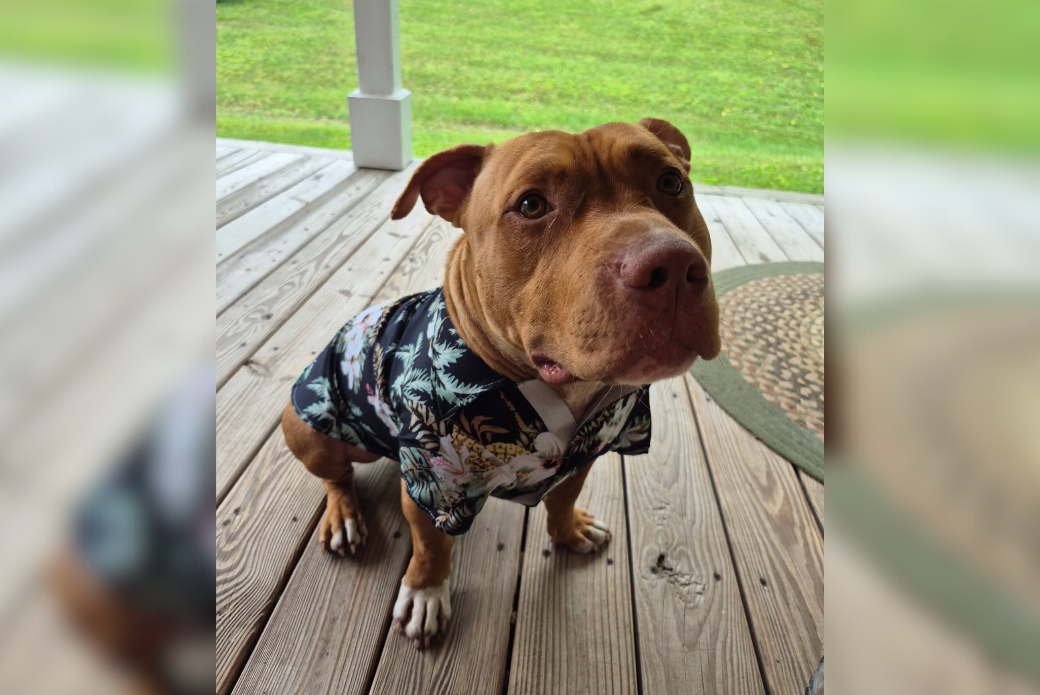 pit bull in a Hawaiian shirt