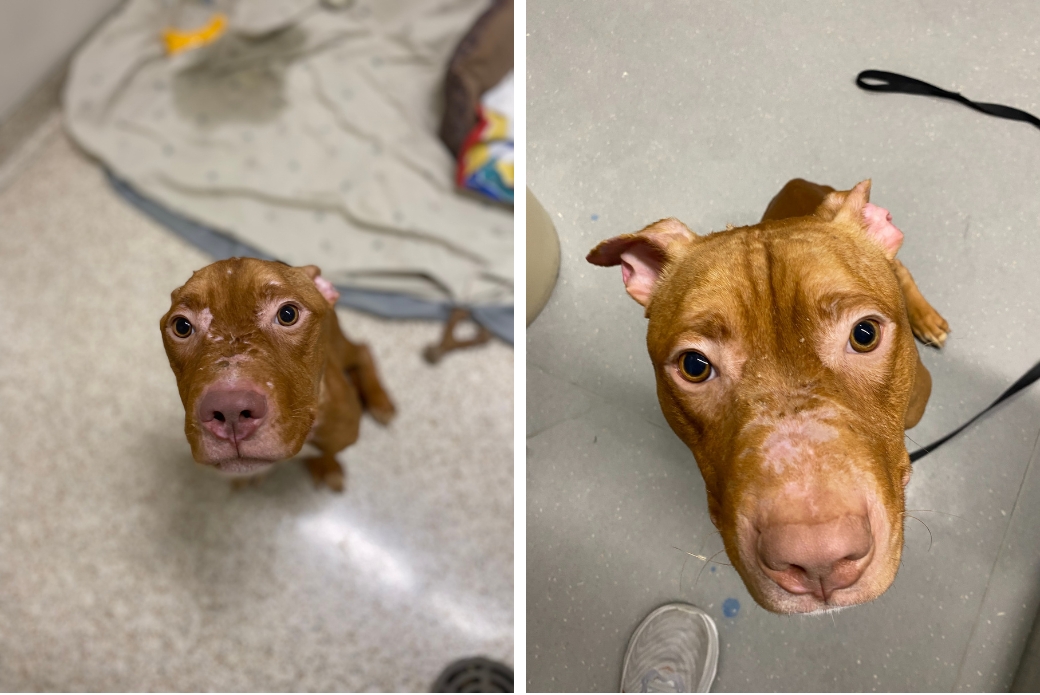 pit bull at various stages of healing