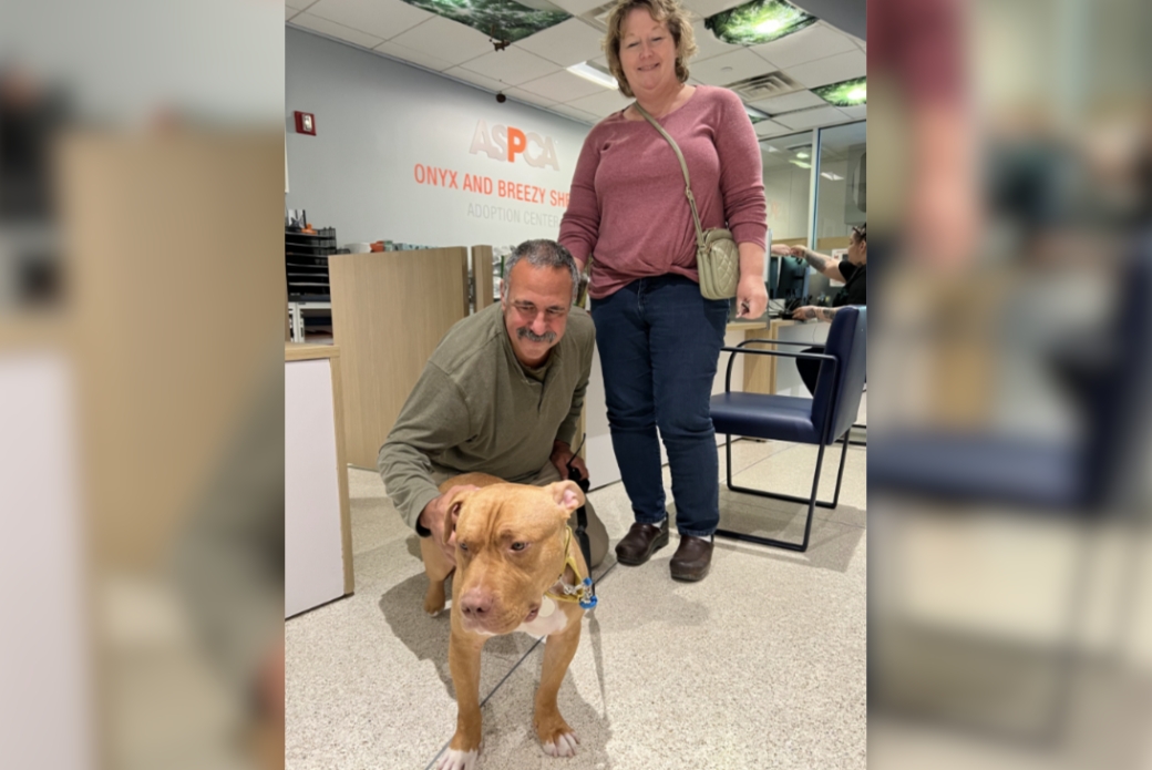 pit bull with new adopters