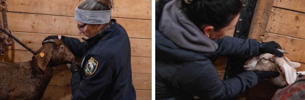 ASPCA Rescuers with goats