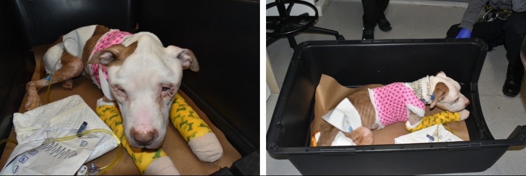 severely emaciated pit bull