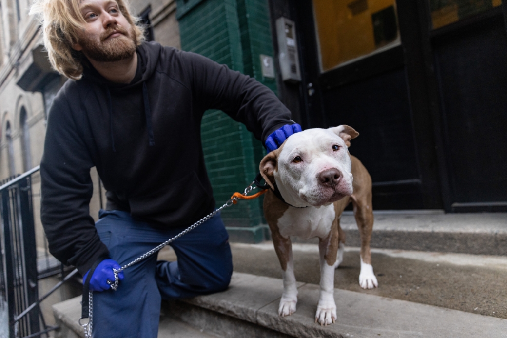 pit bull out for a walk
