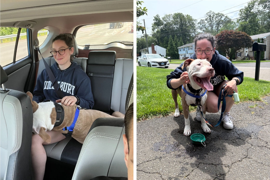 pit bull with new adopters