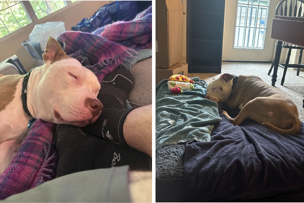 pit bull napping