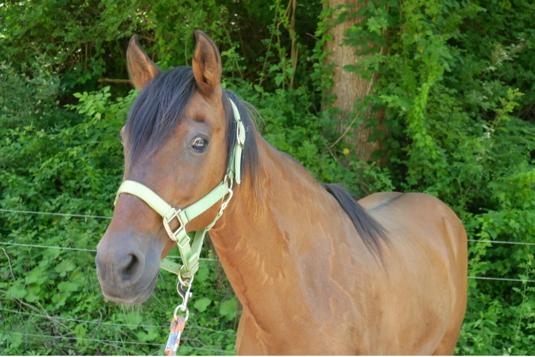 Senior Paso Fino Gelding