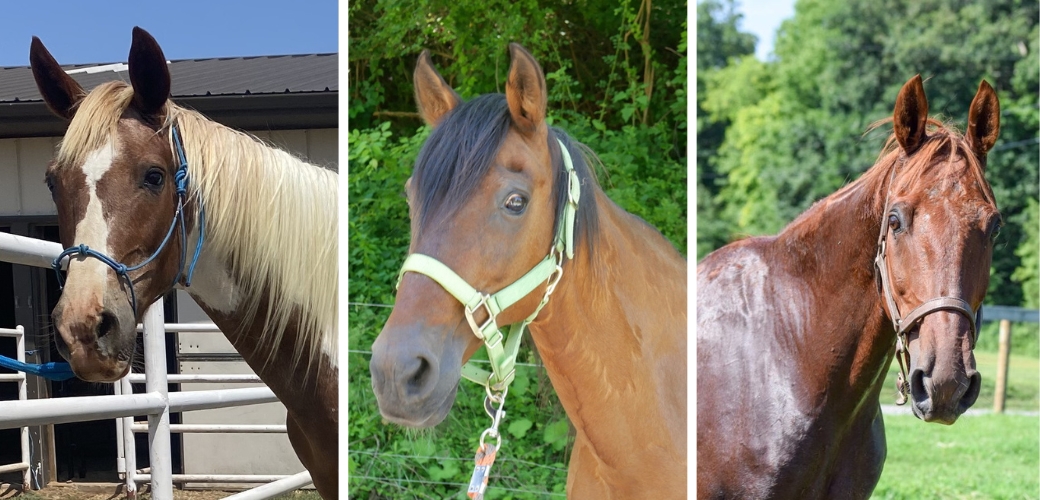 Adoptable horses