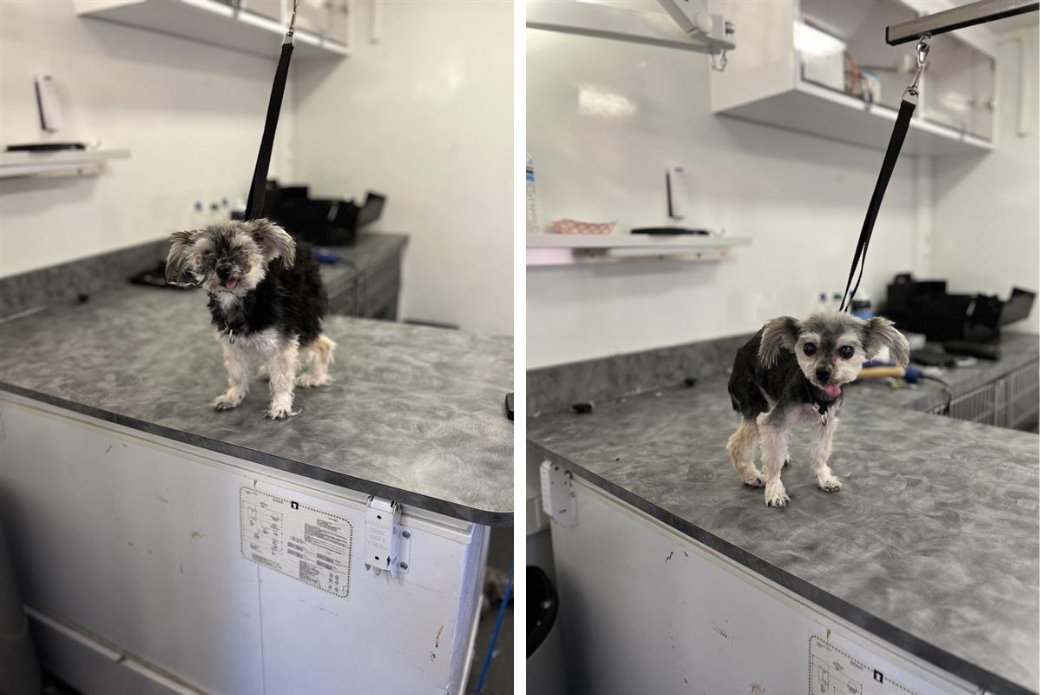 dog before and after being shaved