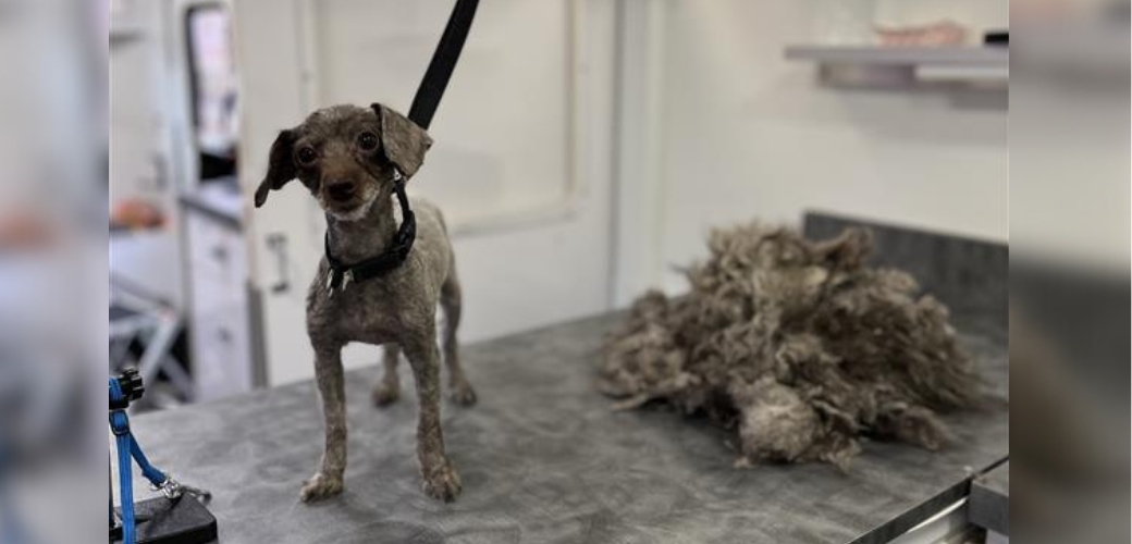 dog standing next to pile of shaved fur