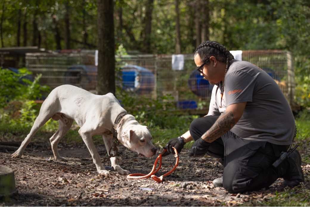 ASPCA rescuer helping scared dog