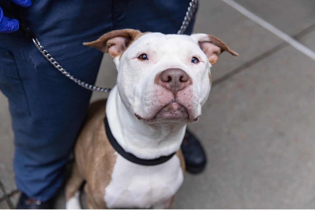 brown and white pit bull smiling