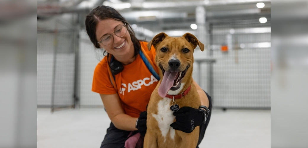 Want to Help Animals in the New Year? Here Are 5 Ways You Can Make a ...