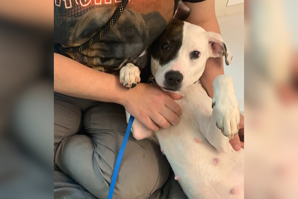 A dog rolled over in someone's lap