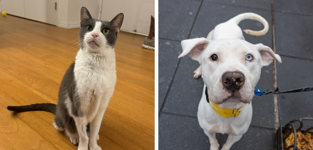 A gray-and-white cat sitting on the floor, and a white dog looking up at the viewer