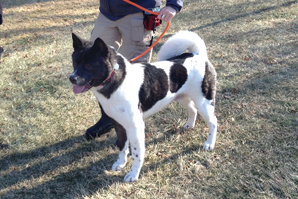 Black and white Akita