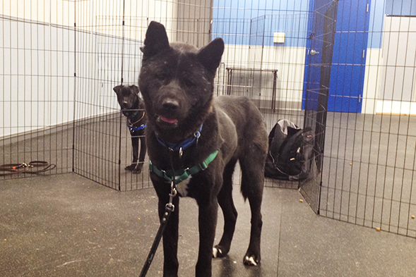 Black Akita with white markings