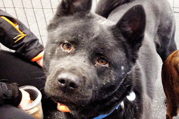 Black Akita