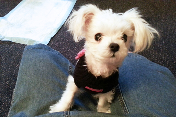 Small white dog wearing black harness