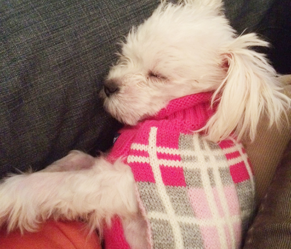 Napping small white dog wearing pink sweater