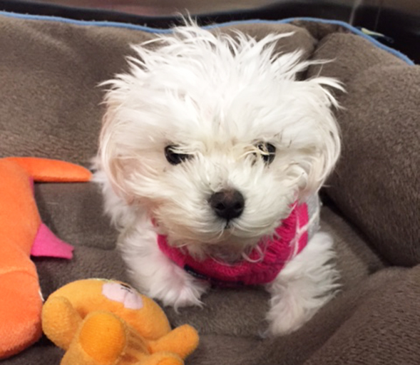 Cute white dog sitting in dog bed