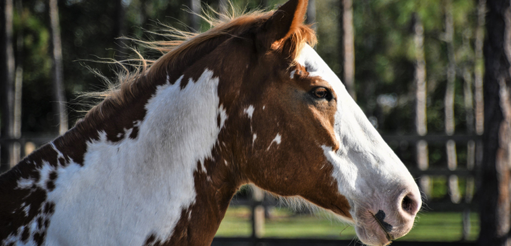 Stomp Your Hooves, It’s Adopt a Horse Month!