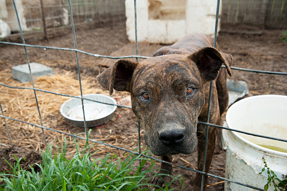 Alabama Pet Parent Reunited with Missing Dog After Seeing Facebook Post