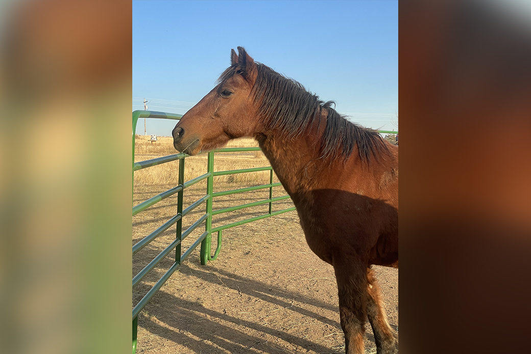 an alert horse