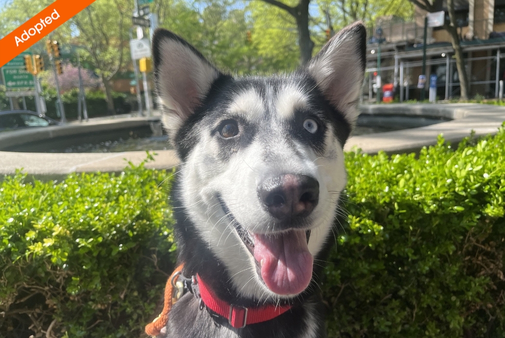A smiling Husky's face