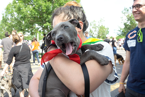 Animal Planet Teams Up With the ASPCA to Find Homes for 2,000+ Pets