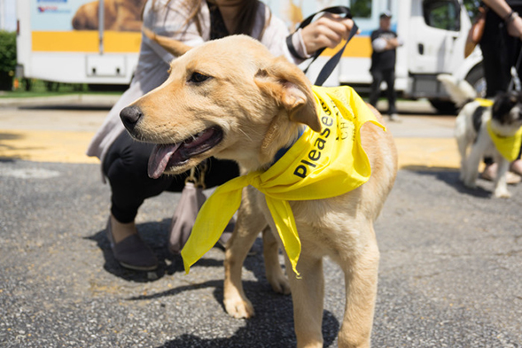 Animal Planet Teams Up With the ASPCA to Find Homes for 2,000+ Pets