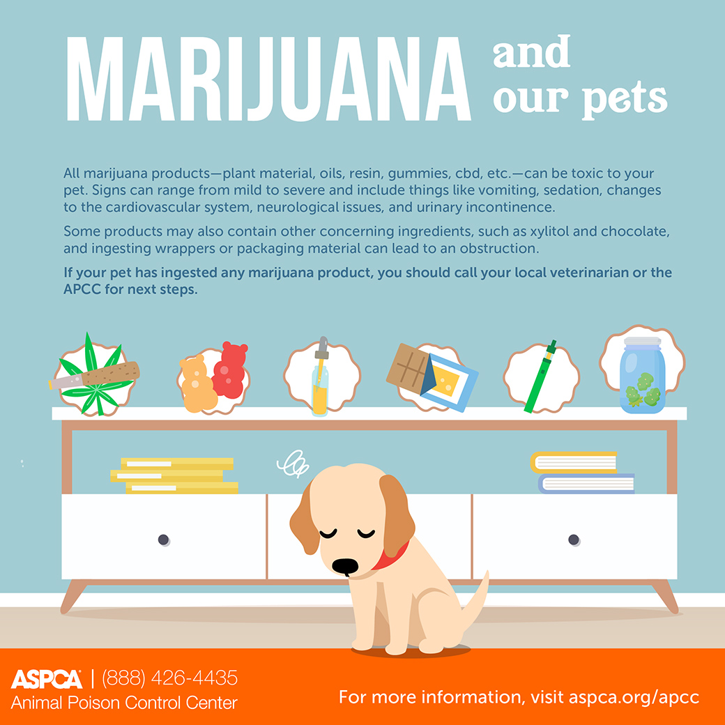 Marijuana Safety and Our Pets infographic