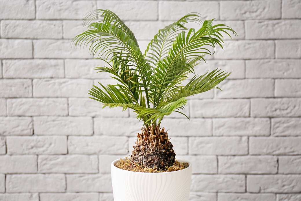 sago palm