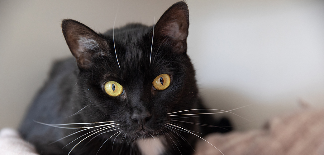 a black cat with a white patch on their chest