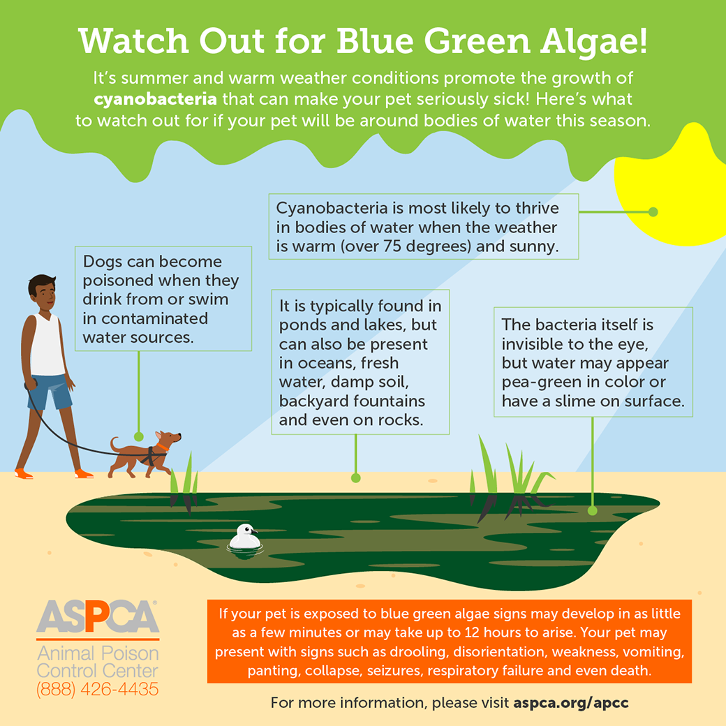 Blue-Green Algae infographic