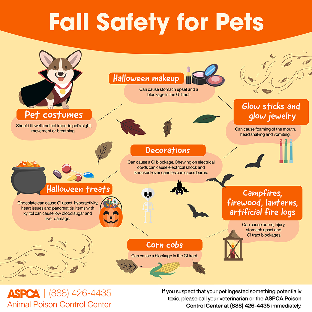 apcc fall safety info graphic