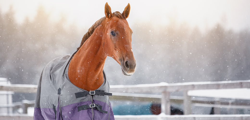 A horse wearing a coat in a corral while snow falls