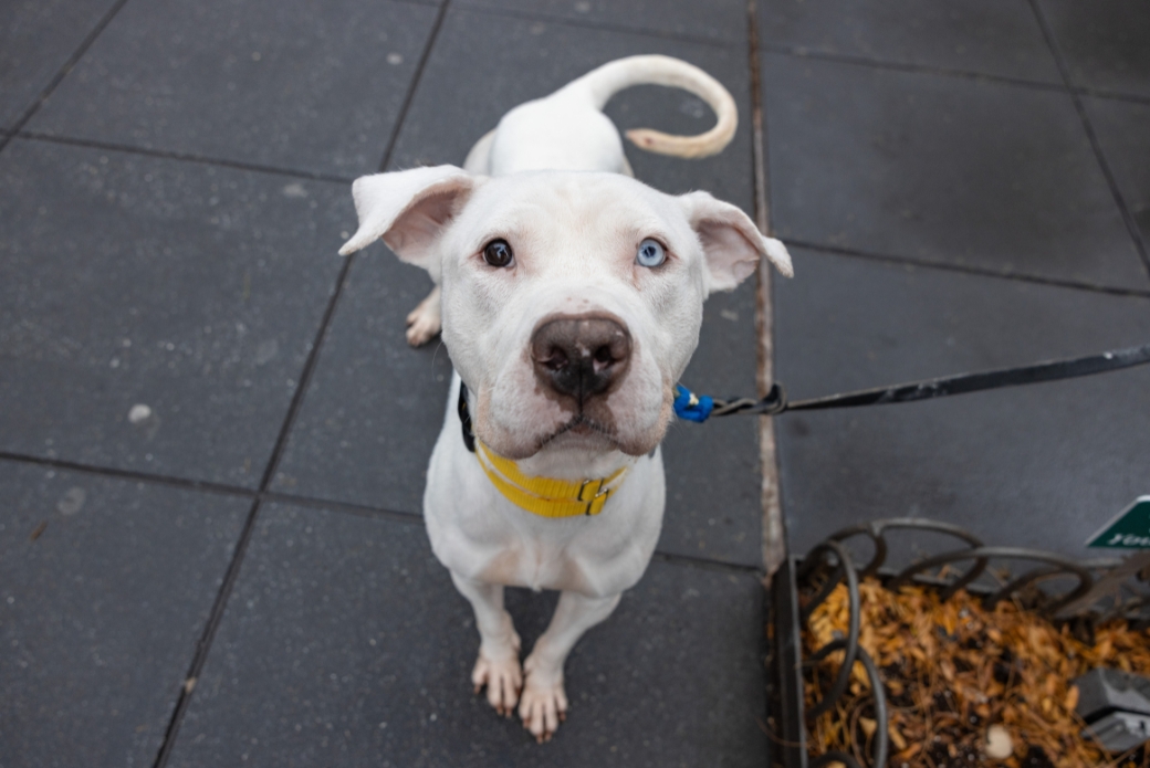 A white dog looking up at the viewer