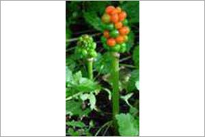 Arum with Berries