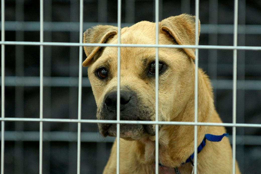 The ASPCA assists in the Michael Vick  federal investigation