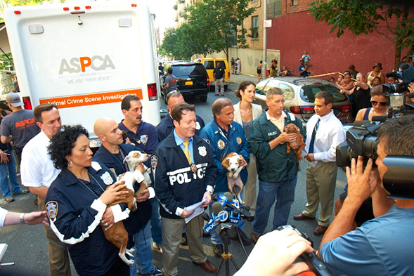 NYPD and ASPCA Bronx Dog Fighting Bust