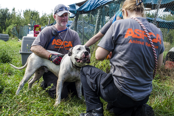 ASPCA responders remove one of dozens of dogs from Sabbath Memorial Dog Rescue Center in Okeechobee, Fla. who will be transported and made available for adoption with Second Chance Rescue in New York, N.Y.