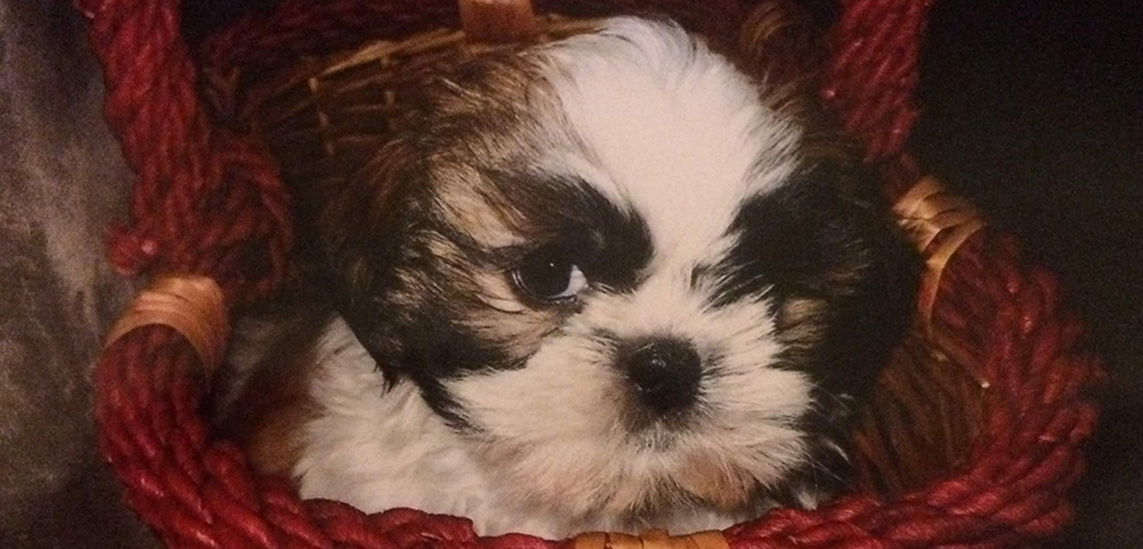 Giant the Shih Tzu in a basket