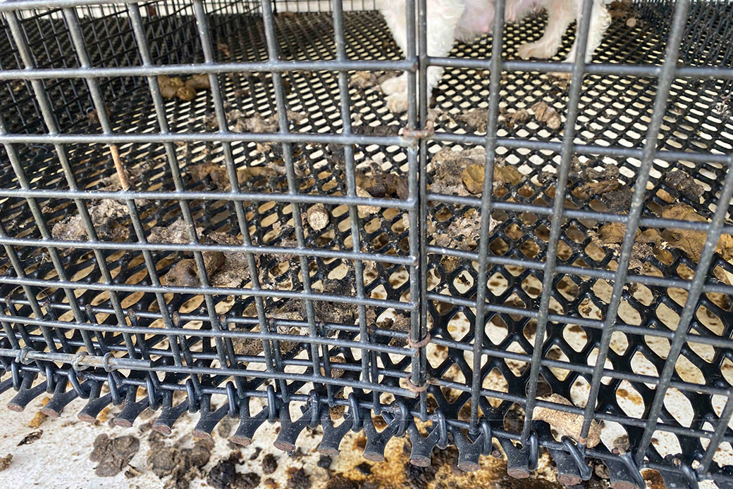 feces covered cage floor