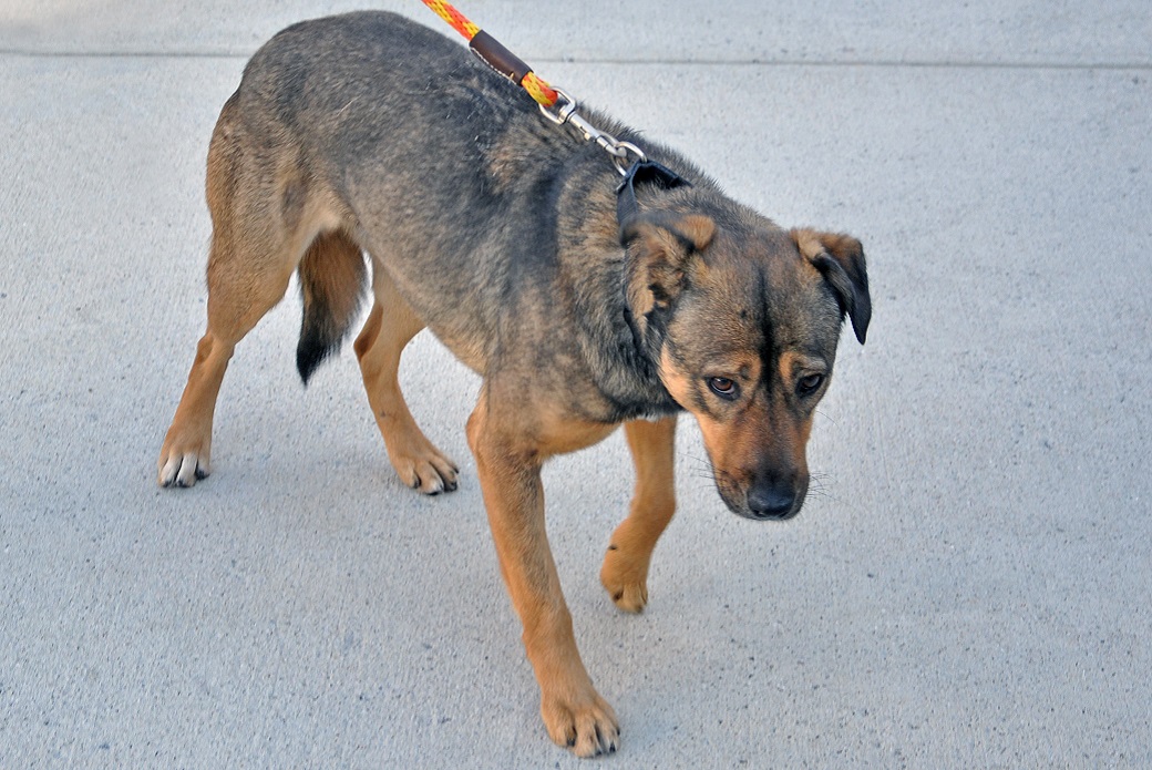 Belle at the ASPCA Behavioral Rehabilitation Center