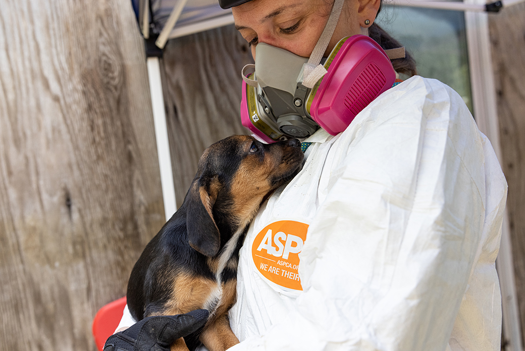 a responder in protective gear holding a rescued dog