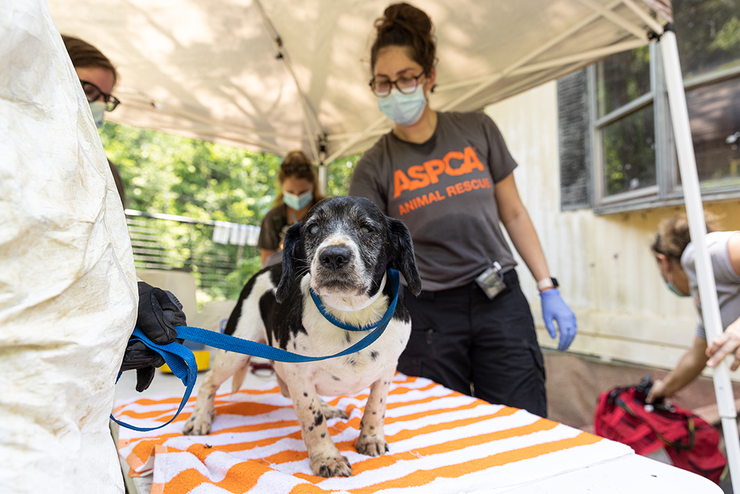 a rescued dog on the examination table