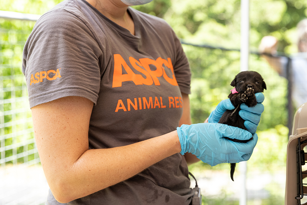 a responder holding a small puppy