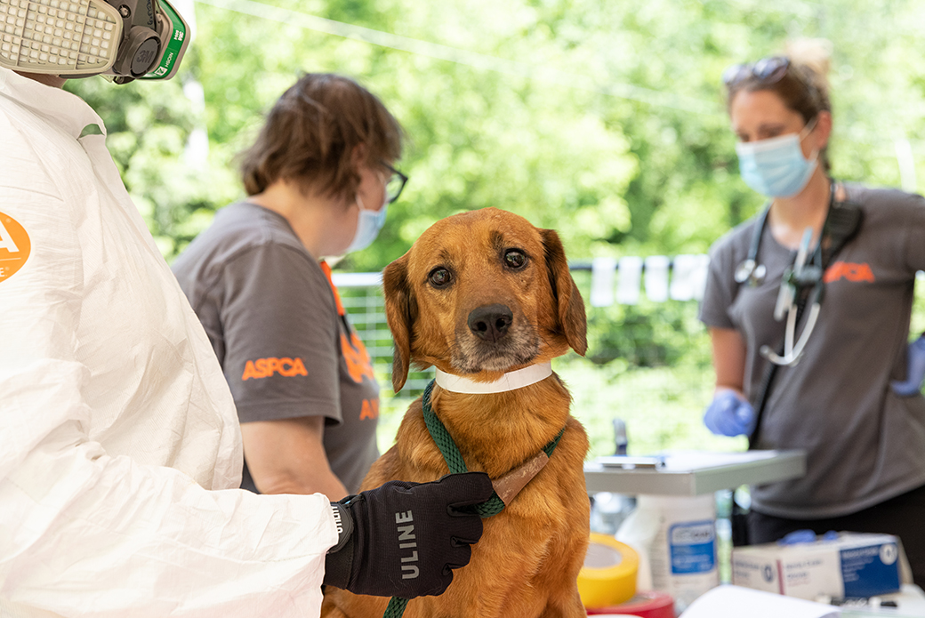 a rescued dog being examined