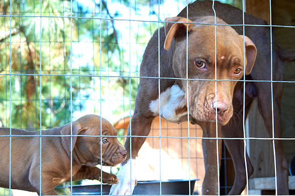 ASPCA Rescues Dozens of Dogs in Federal Dog Fighting Bust