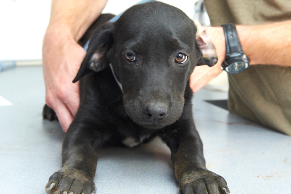 ASPCA Rescues Dozens of Dogs in Federal Dog Fighting Bust